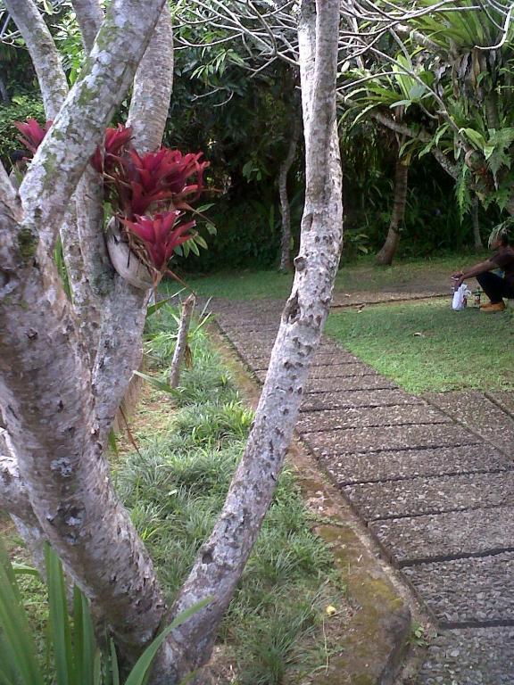Arjana Bungalows 2 Ubud Exteriör bild
